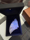 Morpho Butterfly Fossil