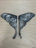 Meta of Haft Complete Male Comet Moth (Custom Setting for Collector)
