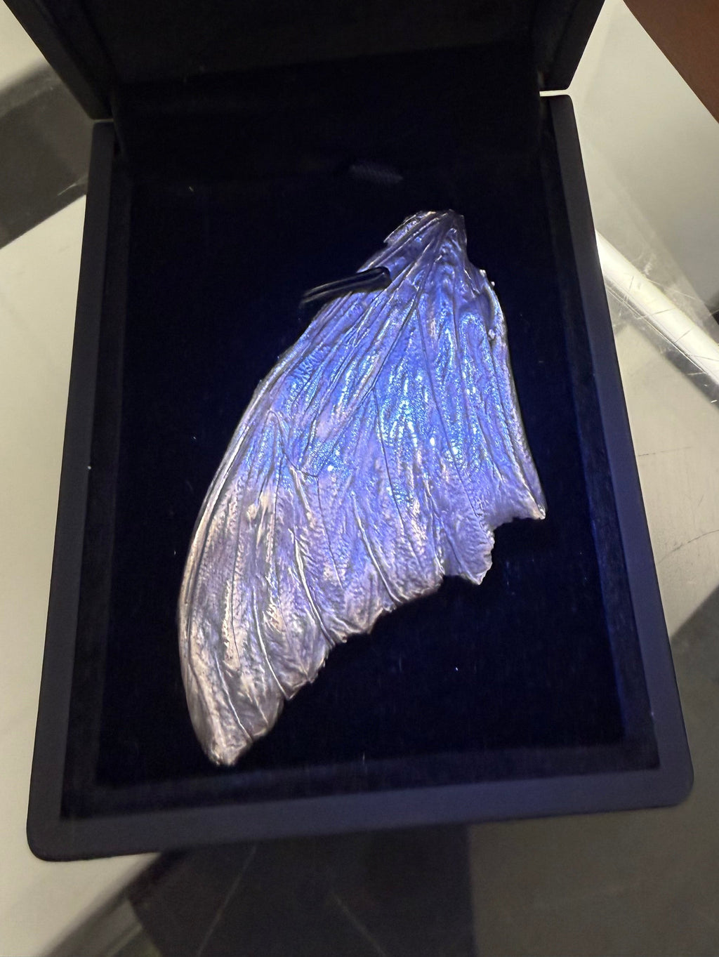 Morpho Butterfly Fossil