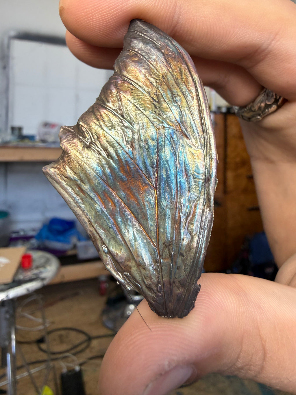 Morpho Butterfly Fossil