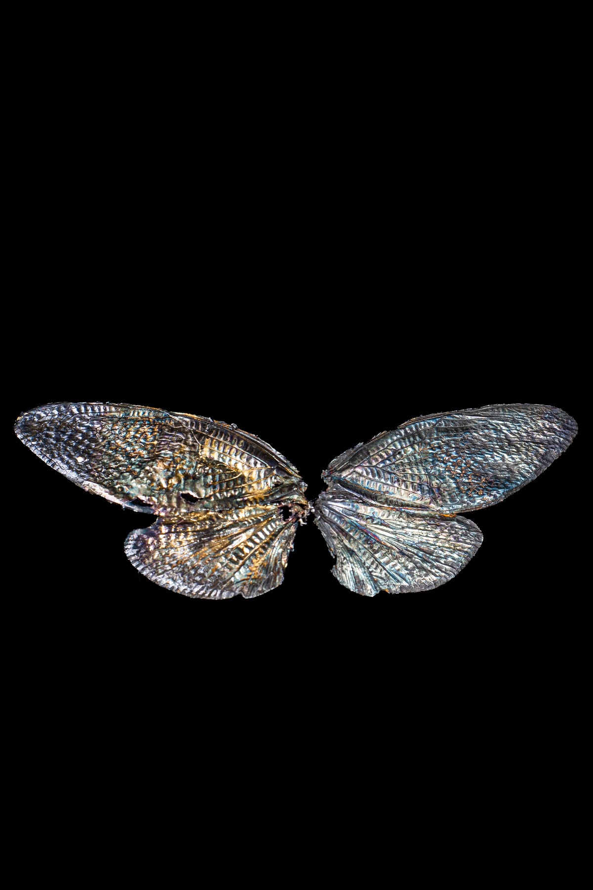 Fae of Haft, Fossilzied Cicada Wing Earcuffs with Ocean Sunrise Patina — image 1