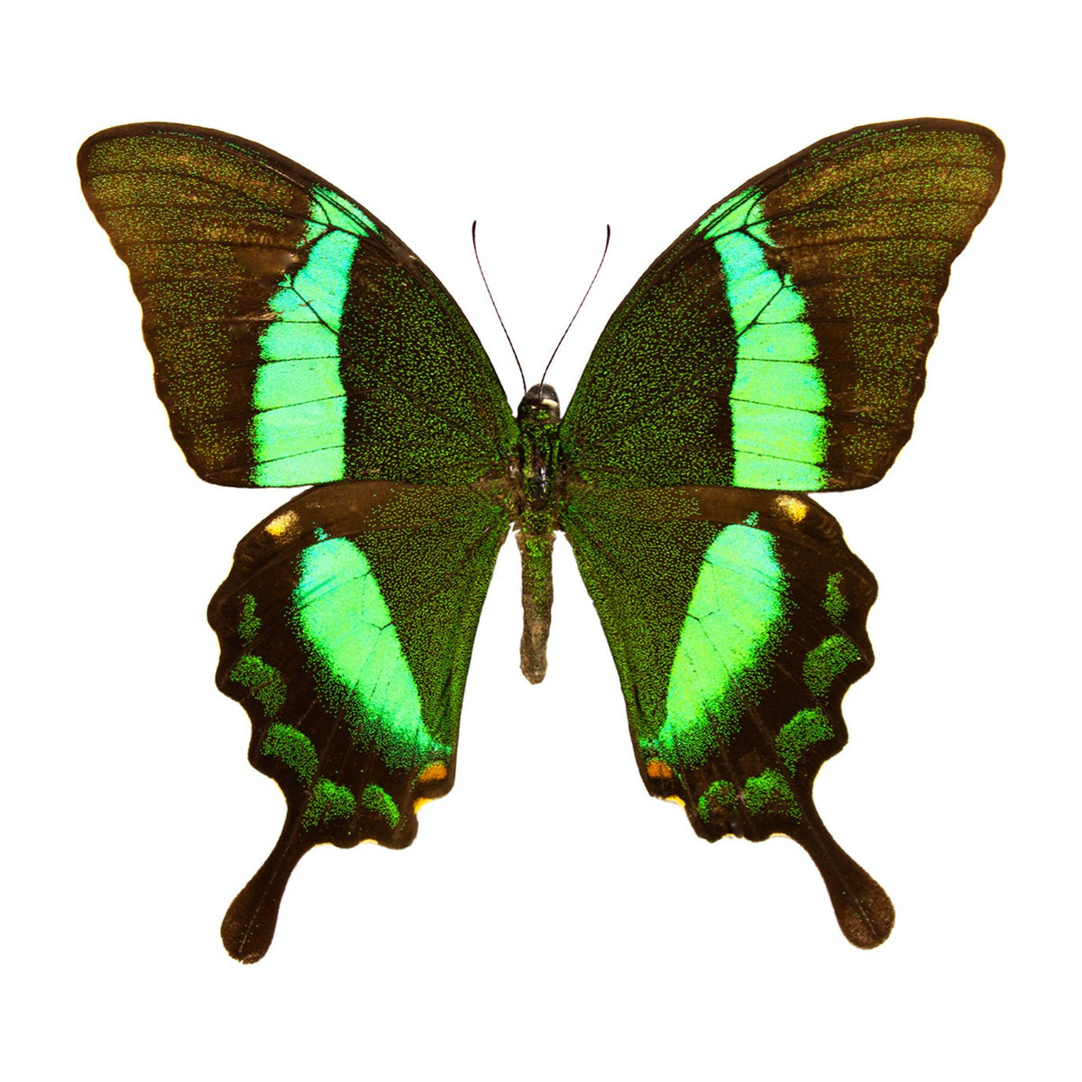 Emerald swallowtail (Papilio palinurus), butterfly specimen