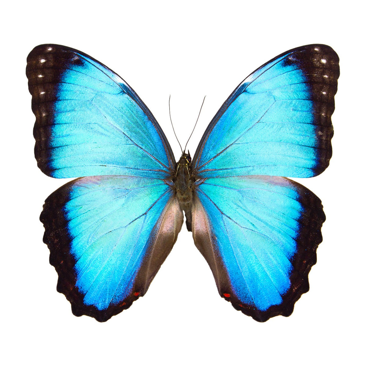 Blue morpho (Morpho helenor), butterfly specimen