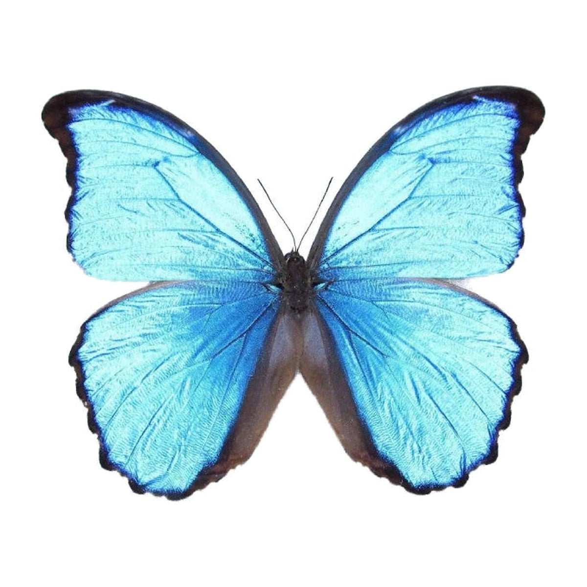 Giant blue morpho (Morpho didius), butterfly specimen