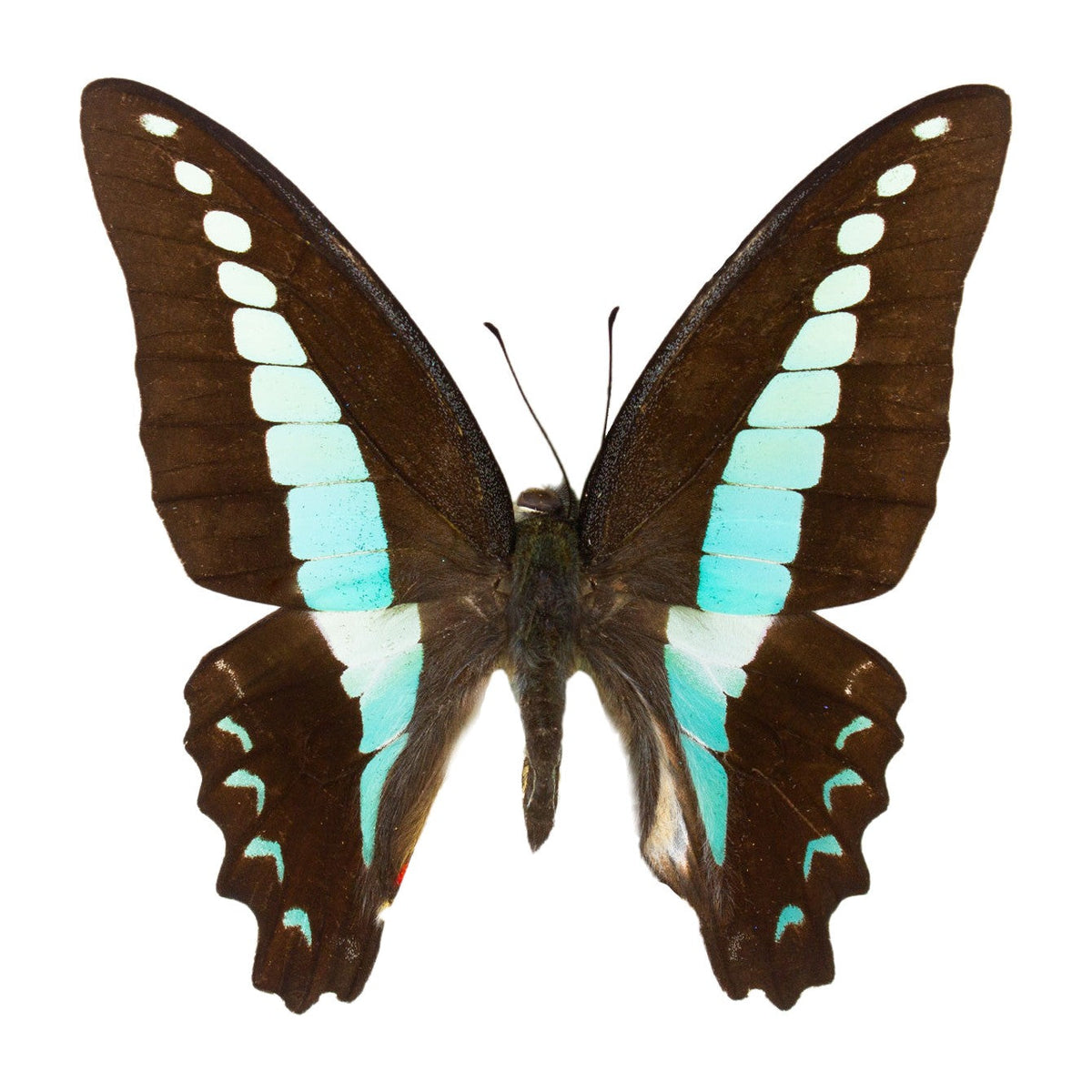 Common bluebottle (Graphium sarpedon), butterfly specimen
