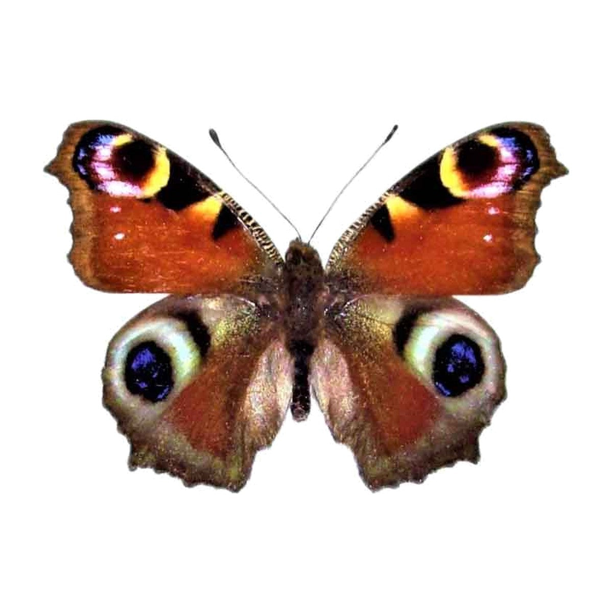 European peacock (Inachis io), butterfly specimen