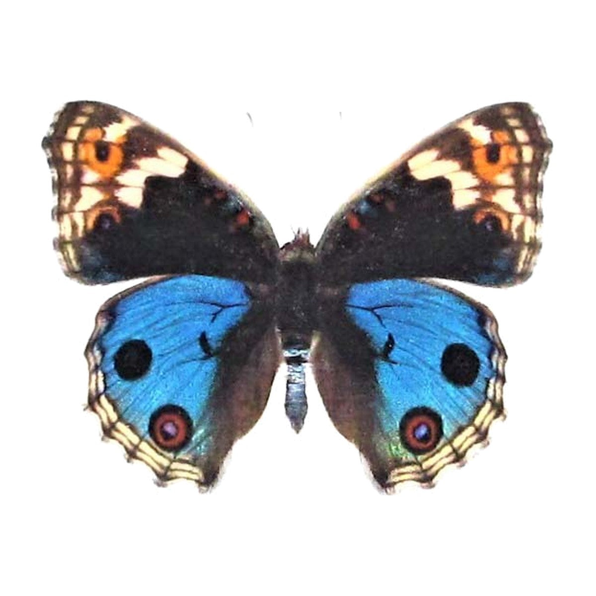 Blue pansy (Junonia orithya), butterfly specimen