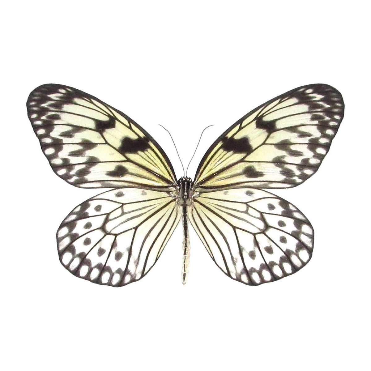 Paper kite (Idea leuconoe), butterfly specimen