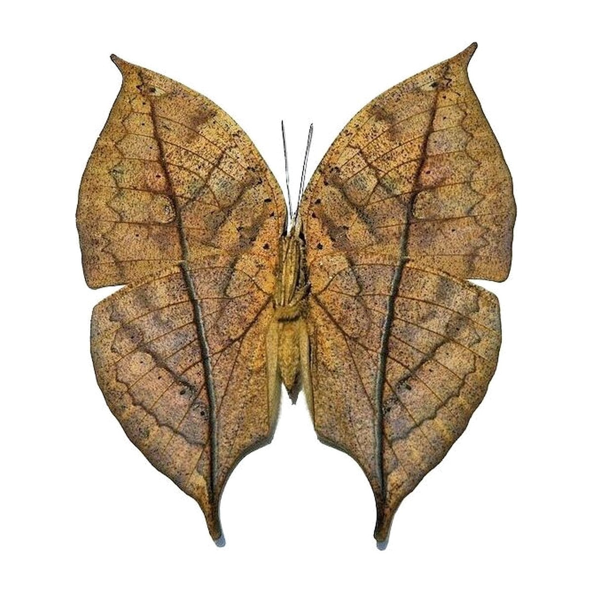 Orange oakleaf (Kallima inachus), butterfly specimen