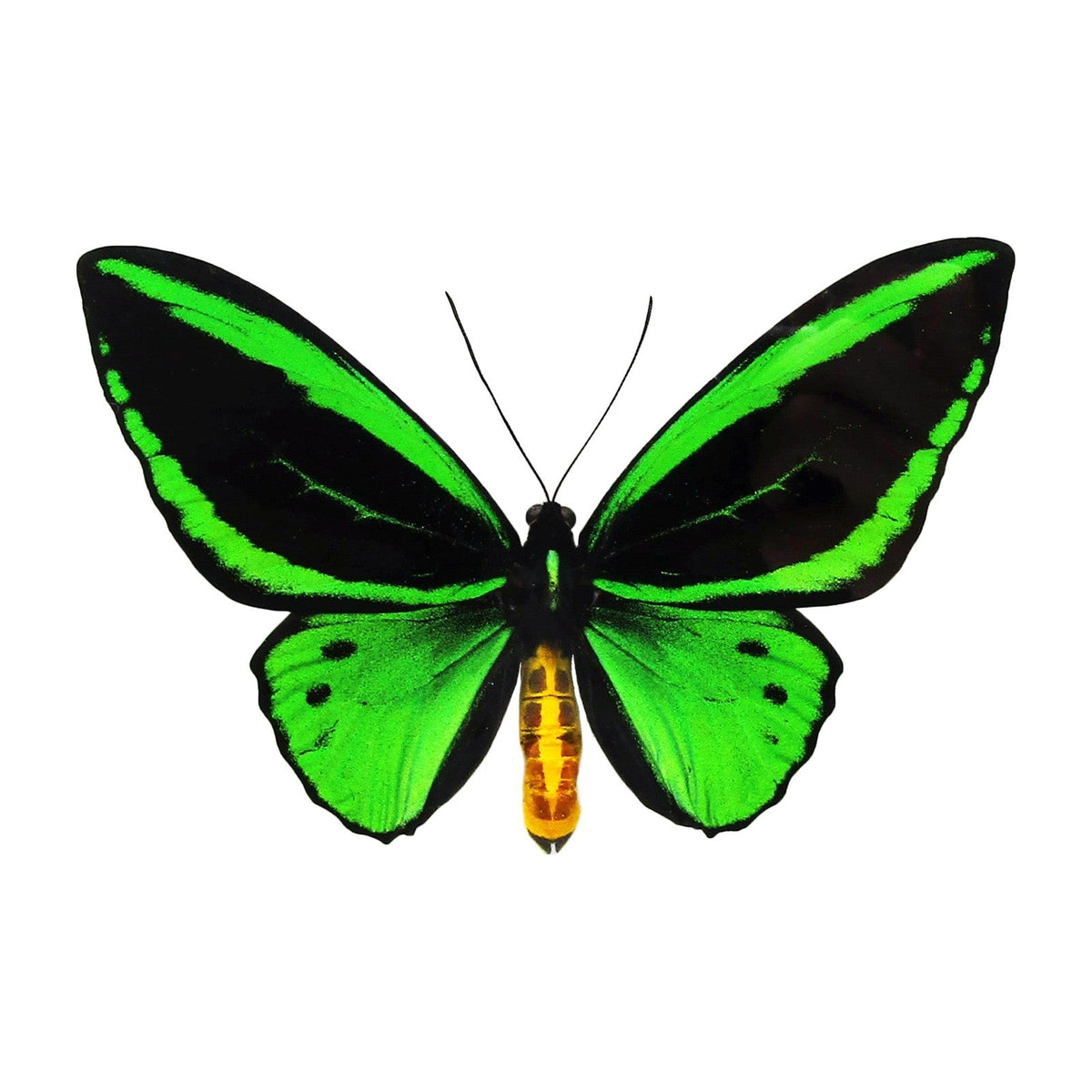 Priam's birdwing (Ornithoptera priamus), butterfly specimen