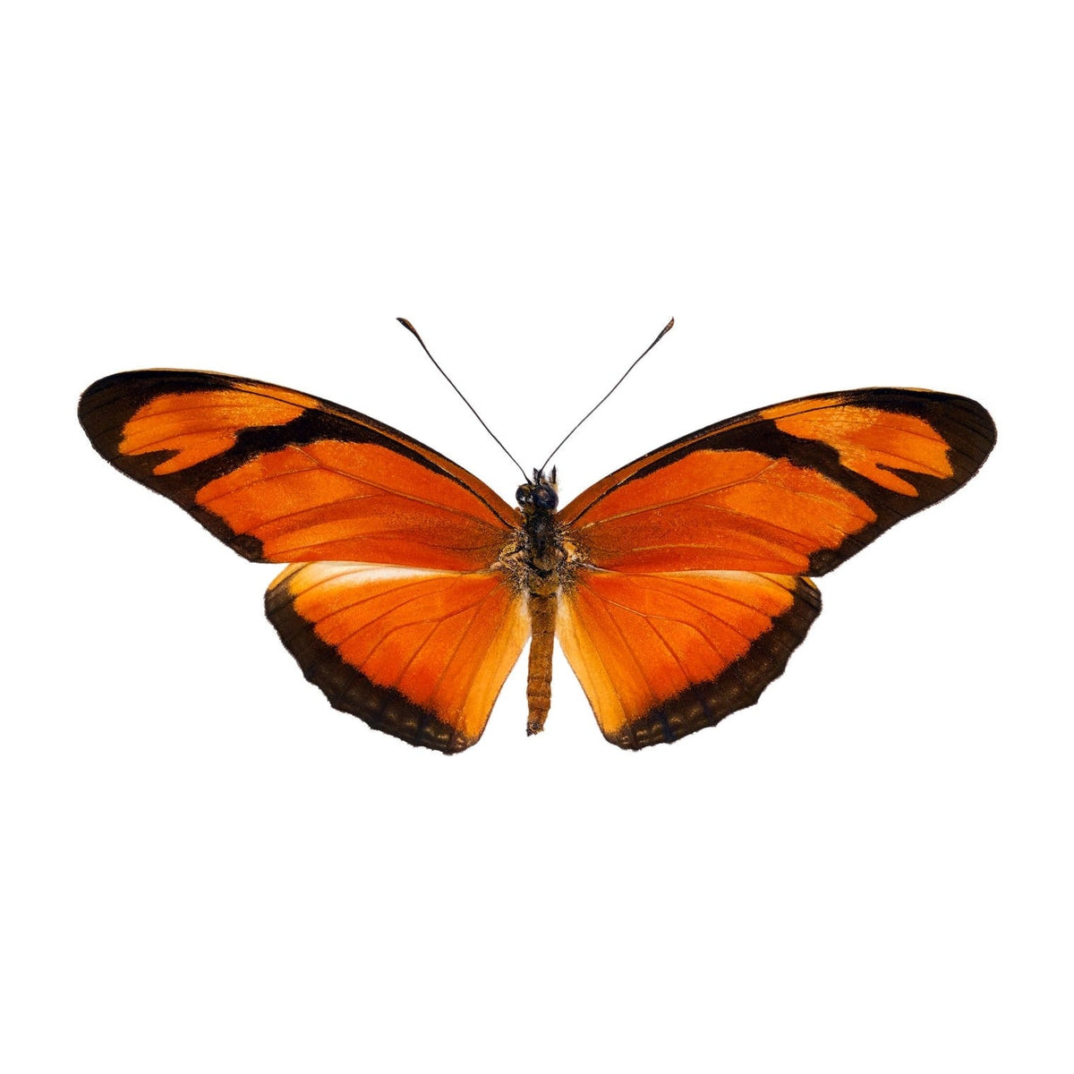 Julia heliconian (Dryas julia), butterfly specimen