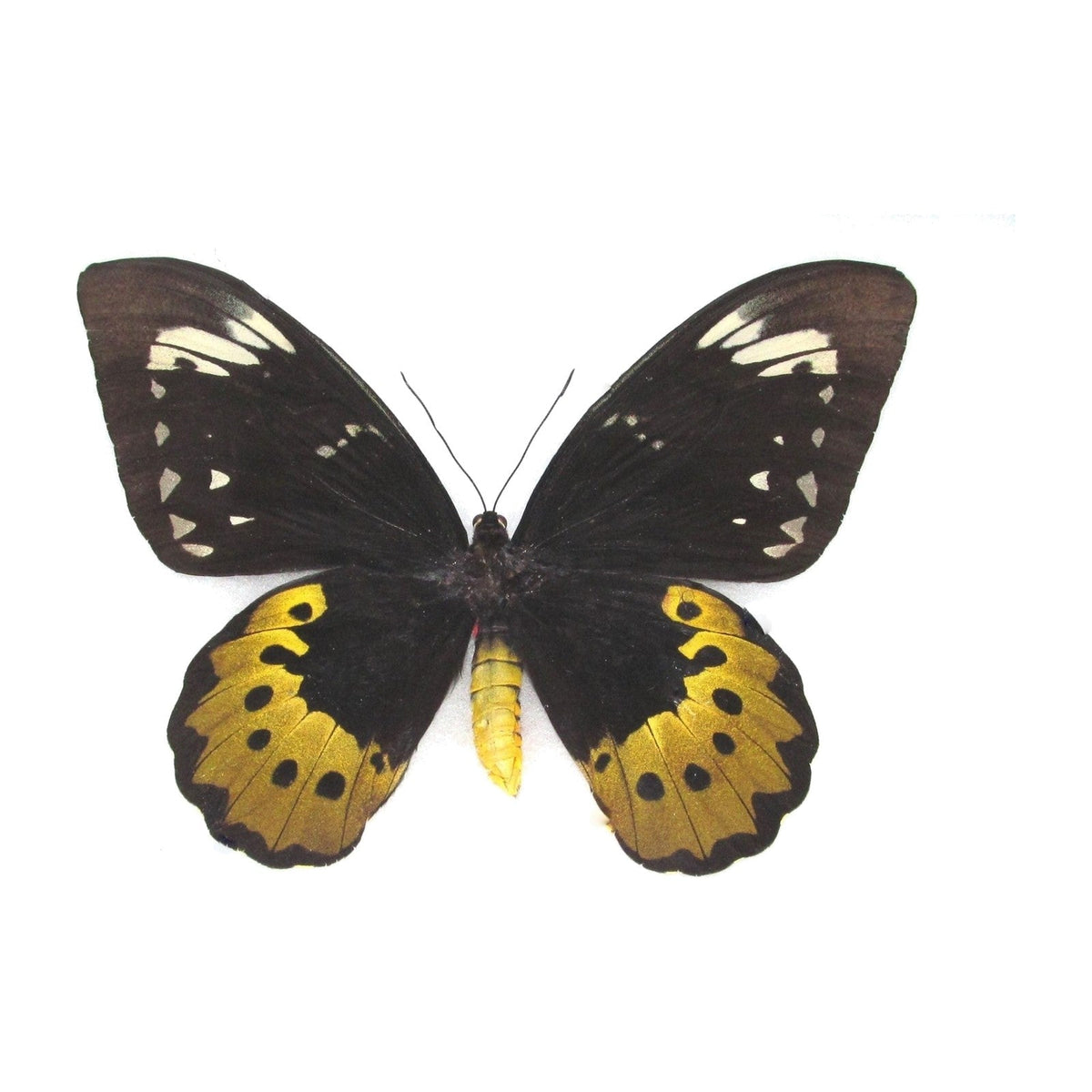 Goliath birdwing (Ornithoptera goliath), butterfly specimen