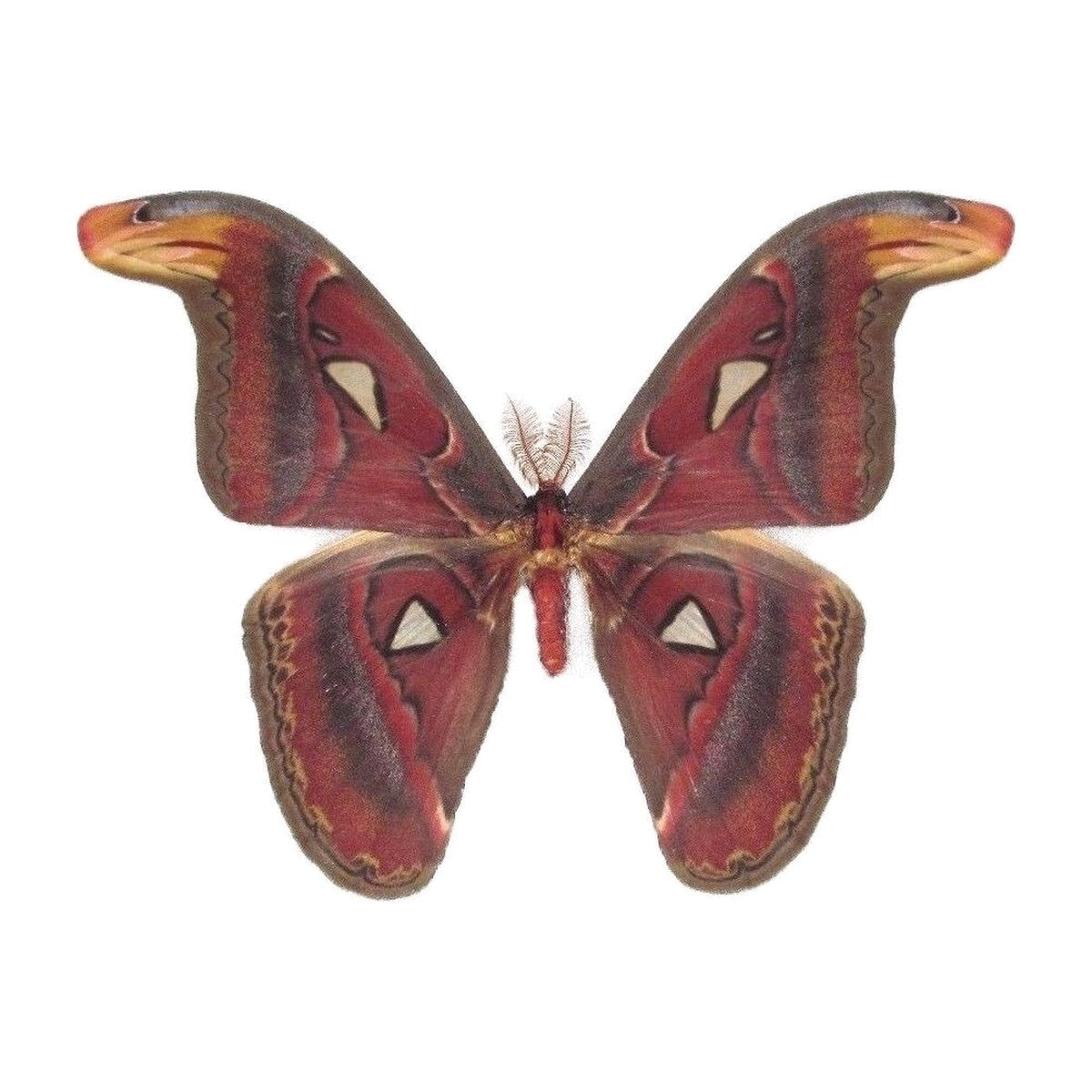 Atlas moth (Attacus atlas), moth specimen