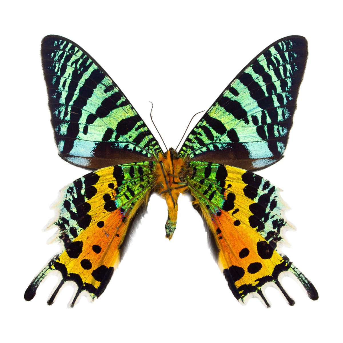 Madagascan sunset moth (Urania ripheus), moth specimen