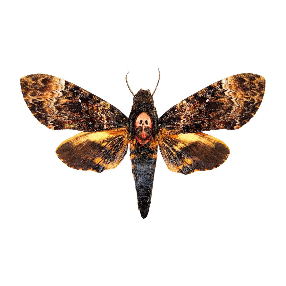 Greater death's-head hawkmoth (Acherontia lachesis), moth specimen