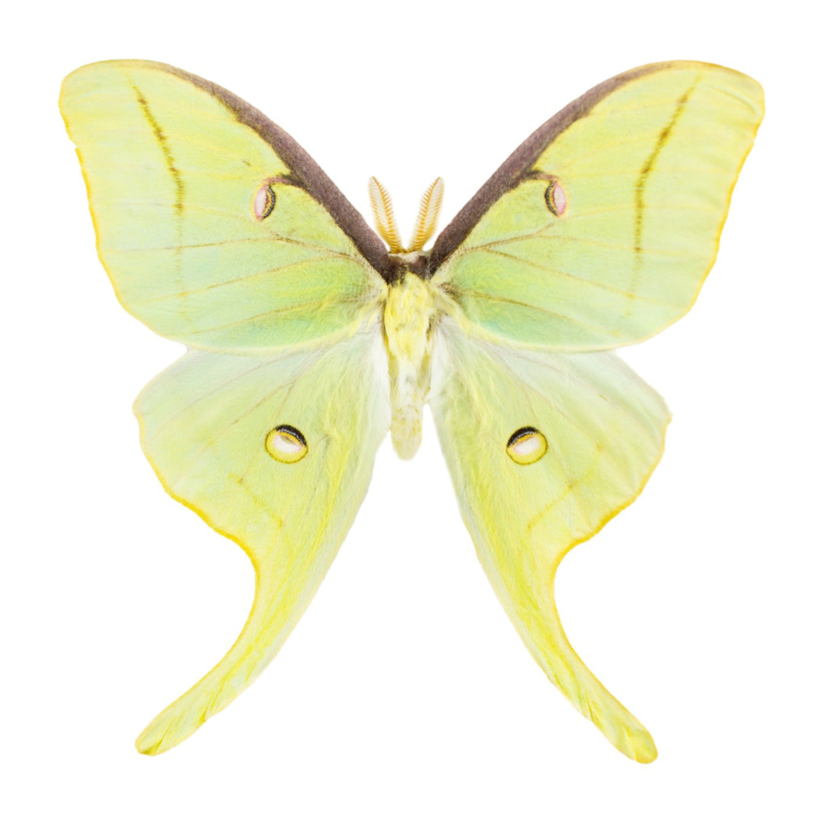 Luna moth (Actias luna), moth specimen