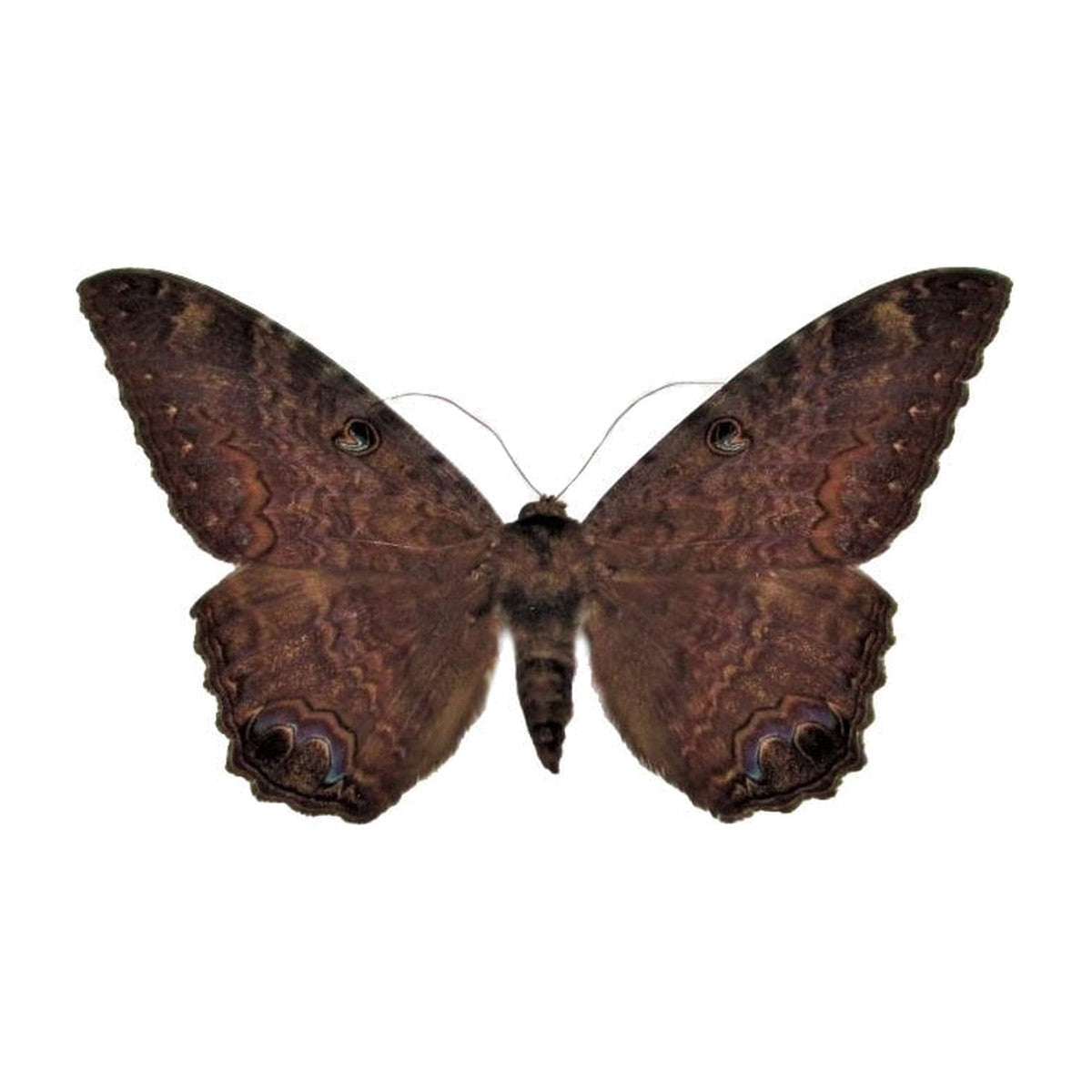 Black witch (Ascalapha odorata), moth specimen