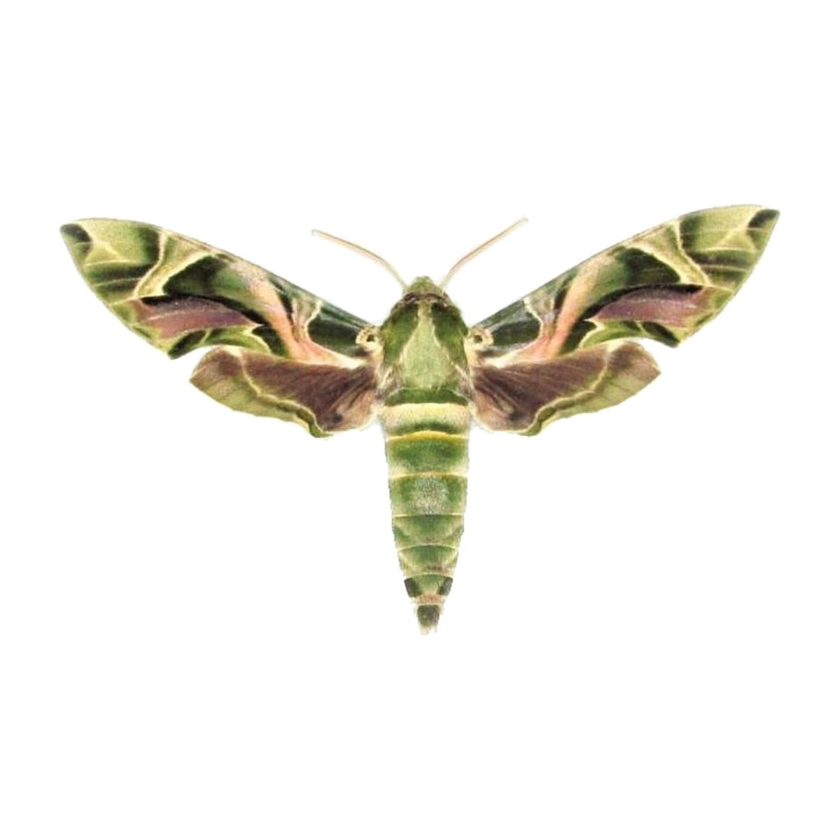 Oleander hawkmoth (Daphnis nerii), moth specimen