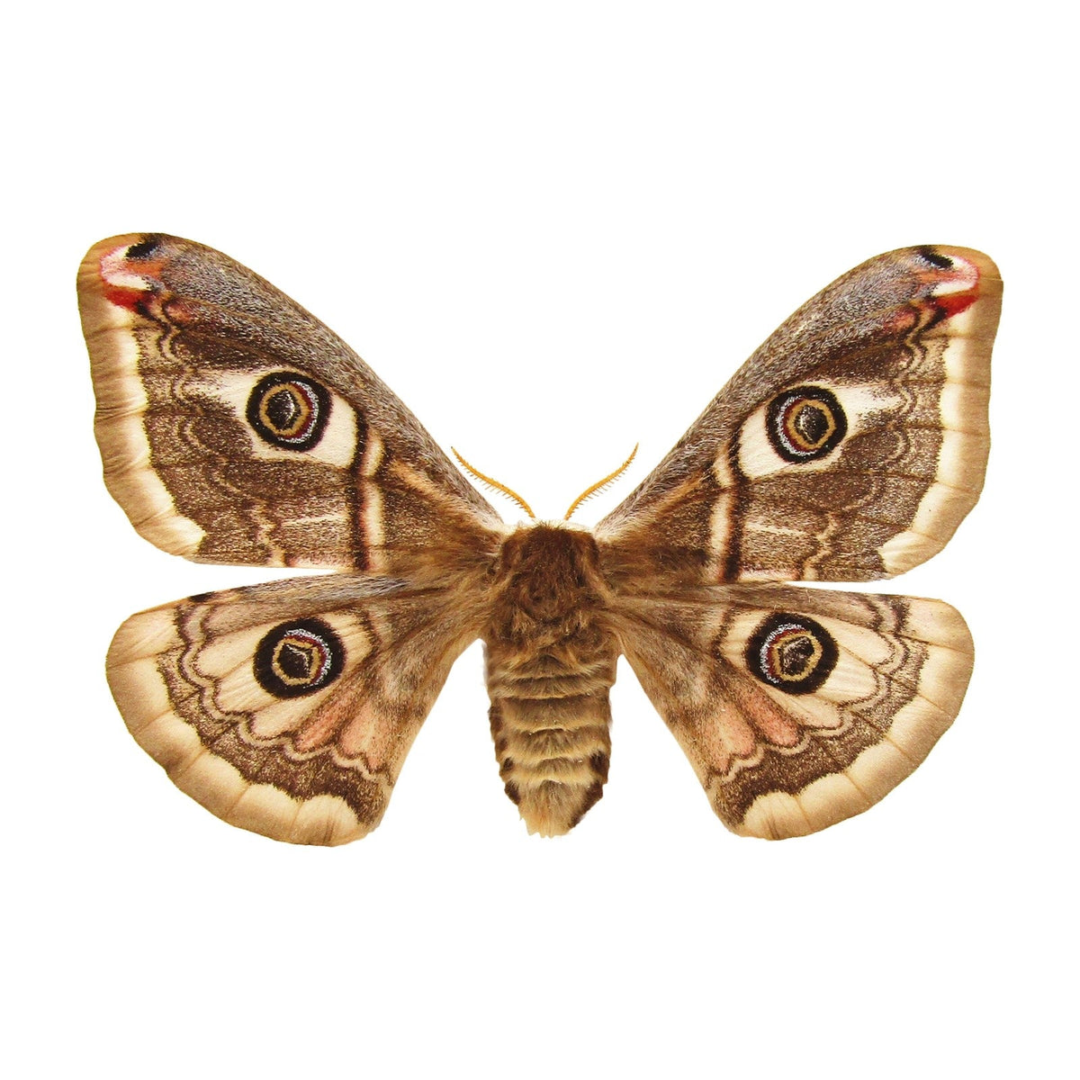 Emperor moth (Saturnia pavonia), moth specimen