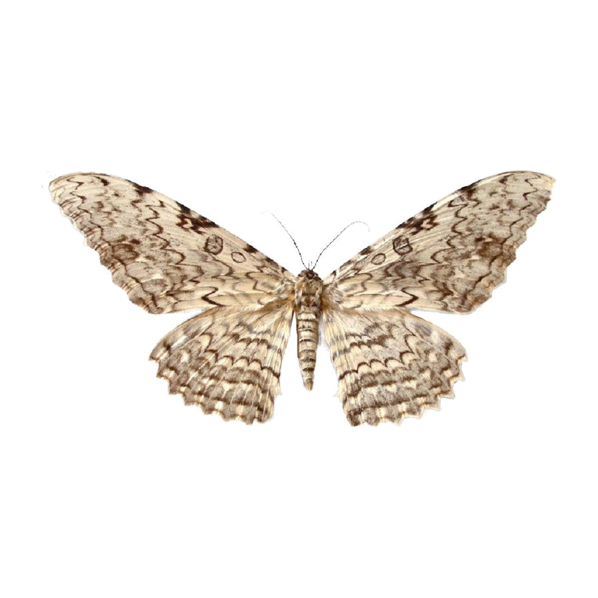 White witch moth (Thysania agrippina), moth specimen