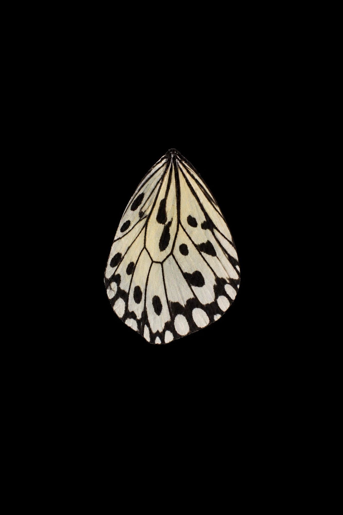 A butterfly wing burns away to reveal the Idea Butterfly Fossil Pendant in solid sterling silver by HAFT